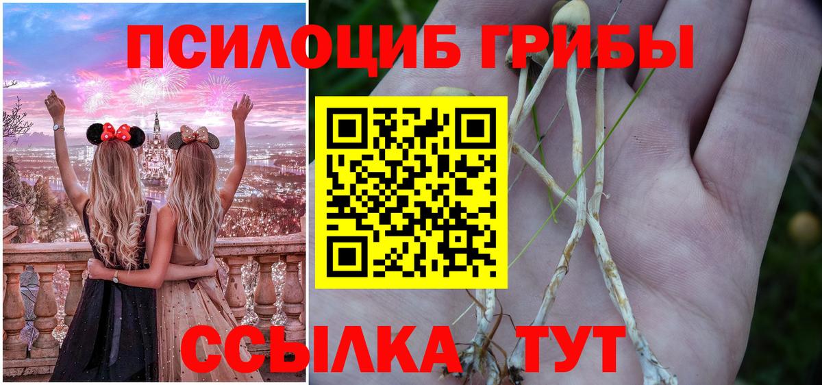 Псилоцибиновые грибы Psilocybine cubensis Черкесск